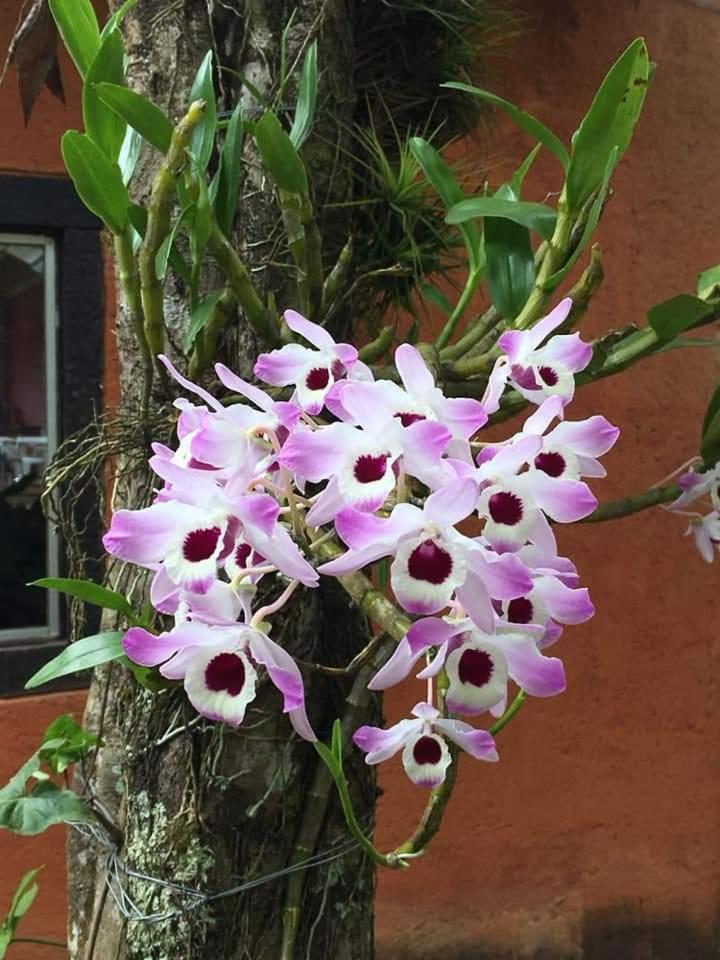 Pousada Buieie Lavras Novas Exterior foto